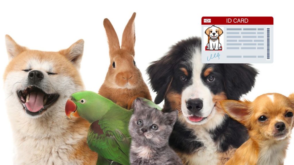 Mascotas pueden tramitar CURP | Foto: iStock.