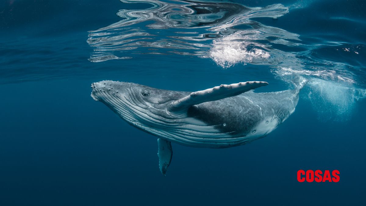 Descubre el ¿Por que se celebra el día mundial de las ballenas?