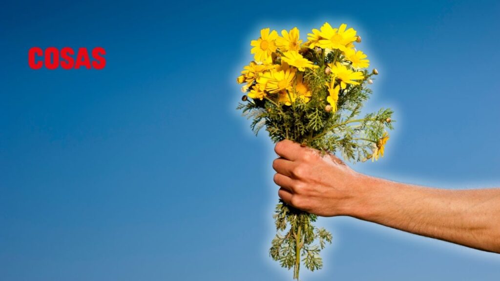 Descubre el motivo detrás del 21 de marzo como el Día de regalar flores amarillas y cómo esta tradición se ha arraigado.