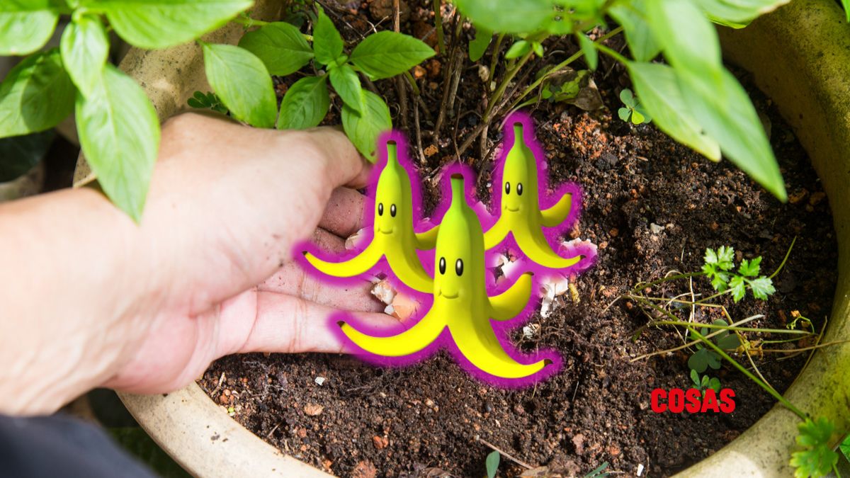Descubre cual es la forma correcta de usar el plátano como abono