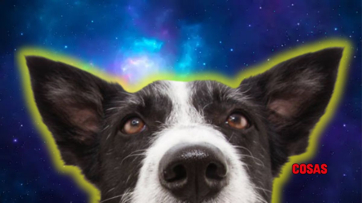 ¿Cuanto tiempo puede recordar un perro a su dueño?
