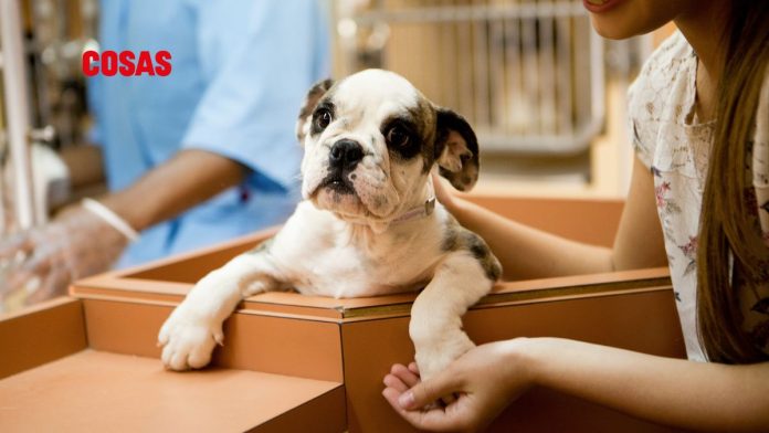 Del Perro Consentido lanza campaña para fomentar la adopción de mascotas. | Foto: Getty Images
