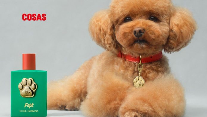 Dolce & Gabbana ‘Fefé’ es una fragancia exclusiva, creada con precisión y validada por expertos en etología y veterinaria.