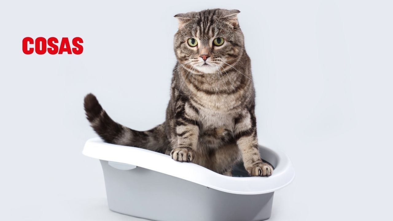 El maullido de tu gato al usar la caja de arena puede ser una señal de incomodidad o problemas de salud que debes atender.