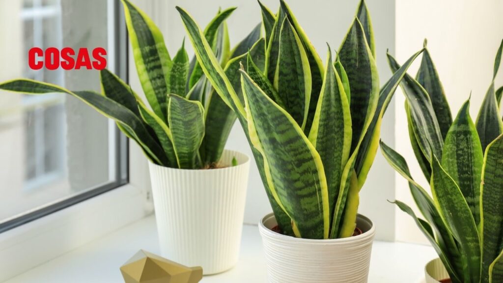 Si deseas atraer riquezas y estabilidad, estas son las plantas que debes tener al iniciar este 2025 de acuerdo al Feng Shui.