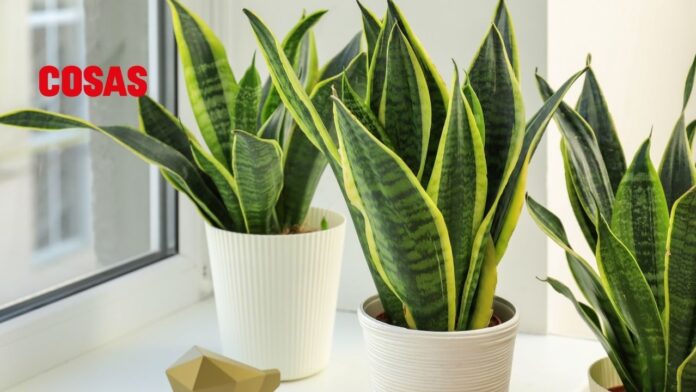 Si deseas atraer riquezas y estabilidad, estas son las plantas que debes tener al iniciar este 2025 de acuerdo al Feng Shui.