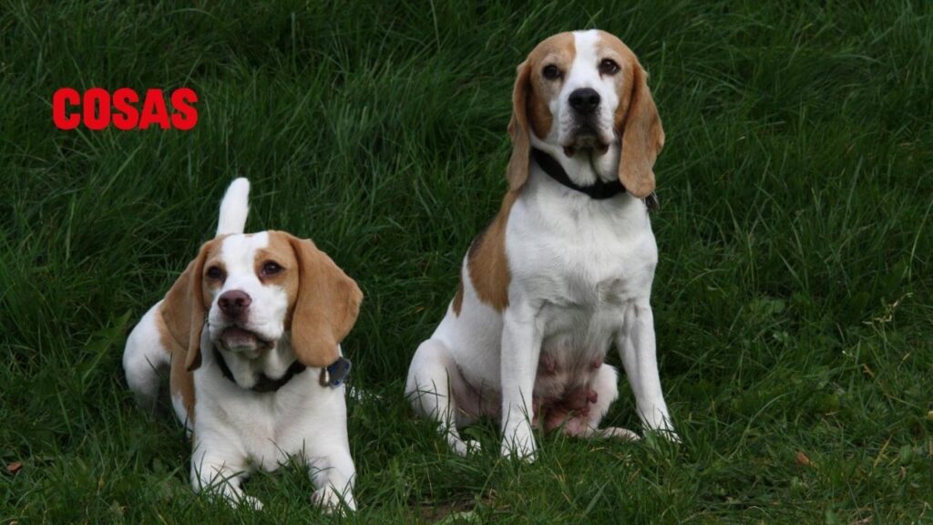 La piometra canina es una enfermedad grave en perras no esterilizadas. Conoce sus síntomas, factores de riesgo y cómo prevenirla.